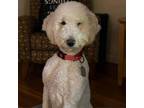 Adopt Frosty a Standard Poodle