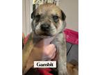 Adopt Gambit a German Shepherd Dog