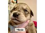 Adopt Mimic a German Shepherd Dog