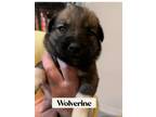 Adopt Wolverine a German Shepherd Dog