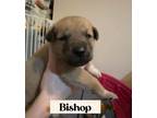 Adopt Bishop a German Shepherd Dog