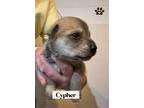 Adopt Cypher a German Wirehaired Pointer