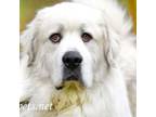 Adopt Duffy a Great Pyrenees