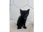 Adopt Curry a Domestic Medium Hair