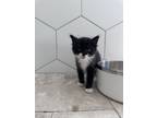 Adopt Shaq a Domestic Medium Hair