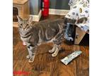 Adopt Sparky a Tabby