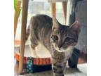 Adopt Coco a Tabby, Extra-Toes Cat / Hemingway Polydactyl