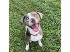 Adopt Shep a Catahoula Leopard Dog