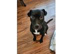 Adopt BLACKIE a Staffordshire Bull Terrier