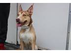 Adopt Ace a Husky, Pit Bull Terrier