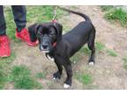 Adopt Benji a Labrador Retriever