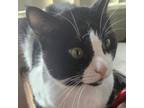 Adopt Westley a Domestic Short Hair