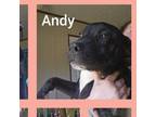 Adopt Andy a Black Labrador Retriever