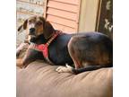 Adopt Rufus a Bluetick Coonhound, Beagle