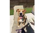 Adopt Kirby a American Staffordshire Terrier