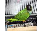 Adopt Lima Bean a Parrot (Other)