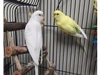 Adopt VANI a Parakeet (Other)