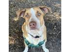 Adopt LEAH a Redbone Coonhound