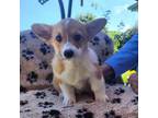 Pembroke Welsh Corgi Puppy for sale in Los Osos, CA, USA