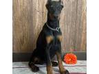 Doberman Pinscher Puppy for sale in Ligonier, IN, USA