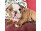 Bulldog Puppy for sale in Ligonier, IN, USA