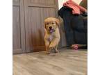 Golden Retriever Puppy for sale in Vallejo, CA, USA