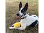 Adopt Pandora a White - with Tan, Yellow or Fawn Australian Cattle Dog / German