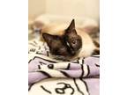 Adopt Charlotte a Burmese (long coat) cat in Clarksville, TN (38710667)