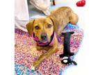Adopt Fable a Hound (Unknown Type) / Mixed dog in Batesville, AR (38710646)