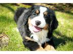 Bernese Mountain Dog Puppy for sale in South Bend, IN, USA