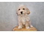 Cavapoo Puppy for sale in Fort Wayne, IN, USA