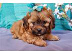 Shih-Poo Puppy for sale in Kirksville, MO, USA