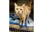 Adopt Yvette a Orange or Red Domestic Shorthair (short coat) cat in Plymouth