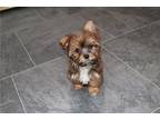 Yorkshire Terrier Puppy for sale in Kansas City, MO, USA