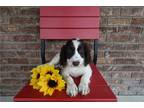 Springerdoodle Puppy for sale in Cambridge, OH, USA