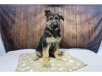 German Shepherd Dog Puppy for sale in Fort Wayne, IN, USA