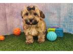 Havanese Puppy for sale in Springfield, MO, USA