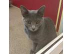 Adopt Carter a Gray or Blue Domestic Shorthair / Mixed cat in Ridgeland