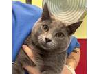 Adopt Hoffman a Gray or Blue Domestic Shorthair / Mixed cat in Ridgeland