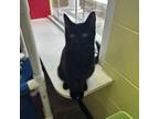 Adopt Seymour a All Black Domestic Shorthair / Mixed cat in Ridgeland