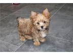 Yorkshire Terrier Puppy for sale in Kansas City, MO, USA