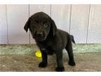 Labrador Retriever Puppy for sale in Bloomington, IN, USA