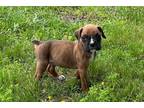 Boxer Puppy for sale in Springfield, MO, USA