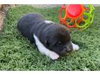 Akita Puppy for sale in Canton, OH, USA