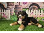 Bernese Mountain Dog Puppy for sale in Fort Wayne, IN, USA