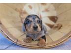 Dachshund Puppy for sale in Fort Wayne, IN, USA