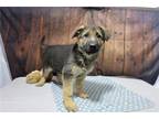 German Shepherd Dog Puppy for sale in Fort Wayne, IN, USA