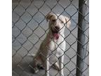 Adopt White a White Labrador Retriever / Mixed dog in Cleveland, GA (38913534)