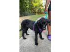 Adopt Myra a Black Mixed Breed (Medium) / Mixed dog in Chamblee, GA (38832111)