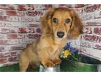 Mutt Puppy for sale in Fayetteville, AR, USA